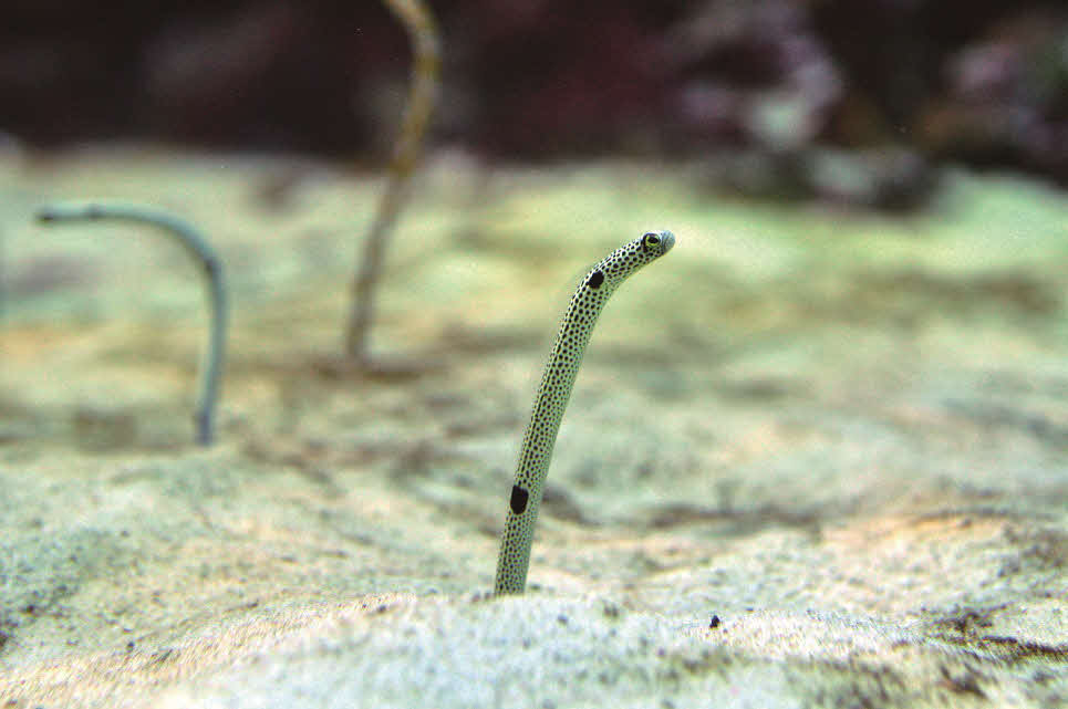 ひそかな人気のチンアナゴ（サンシャイン水族館提供）