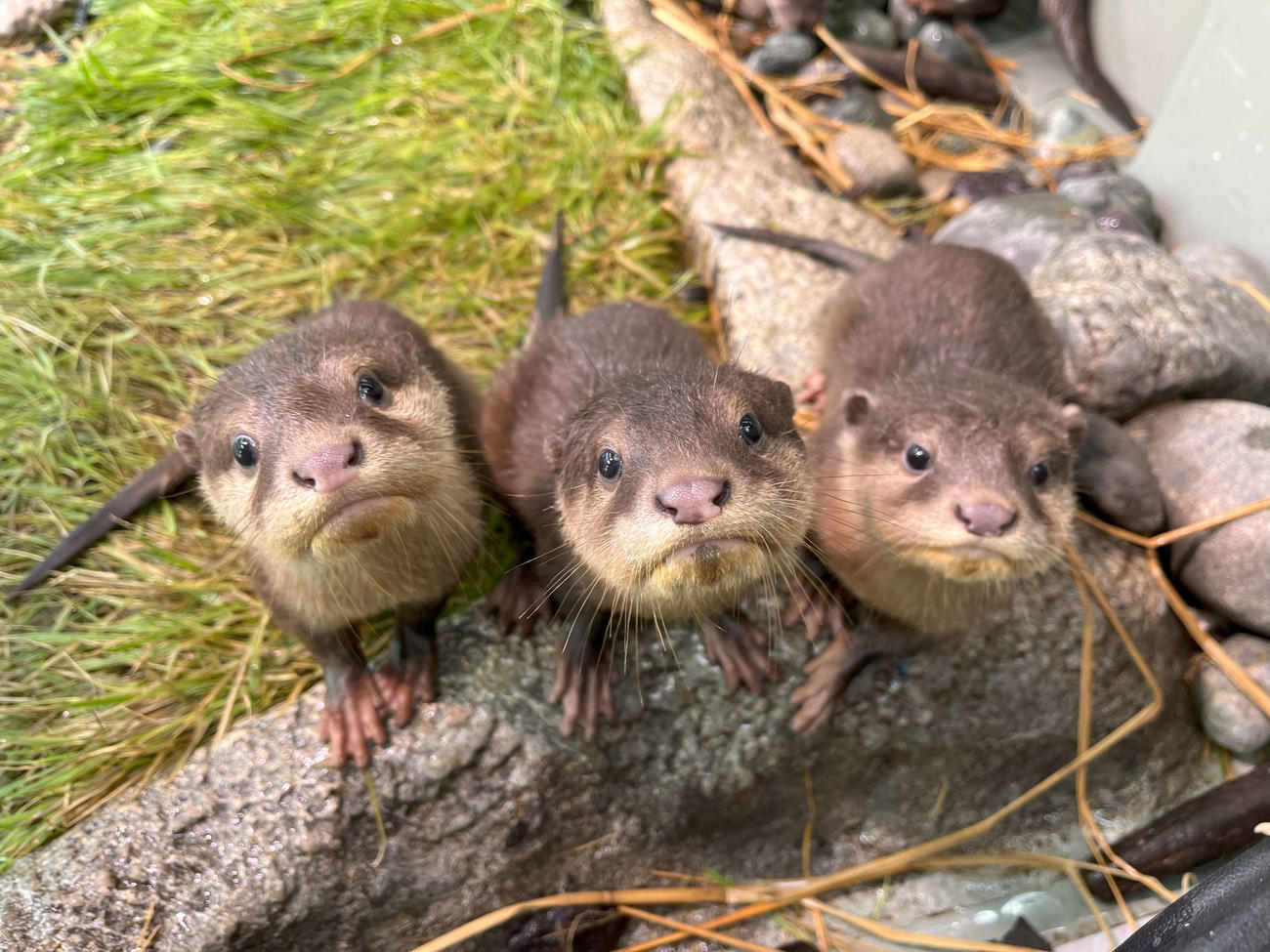 サンシャイン水族館で今年誕生したコツメカワウソ3兄弟（サンシャイン水族館提供）