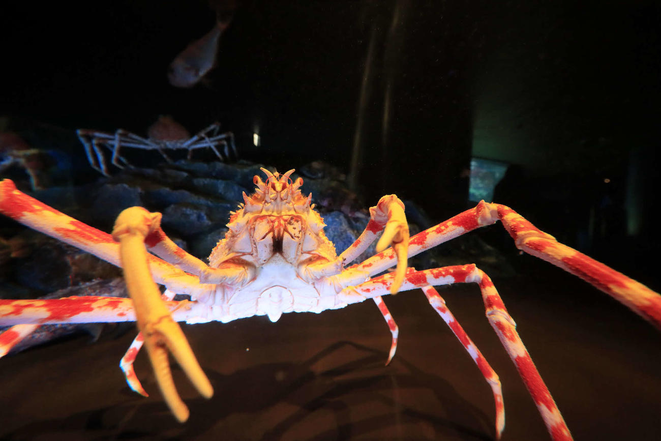 世界最大のカニ、タカアシガニ（サンシャイン水族館提供）