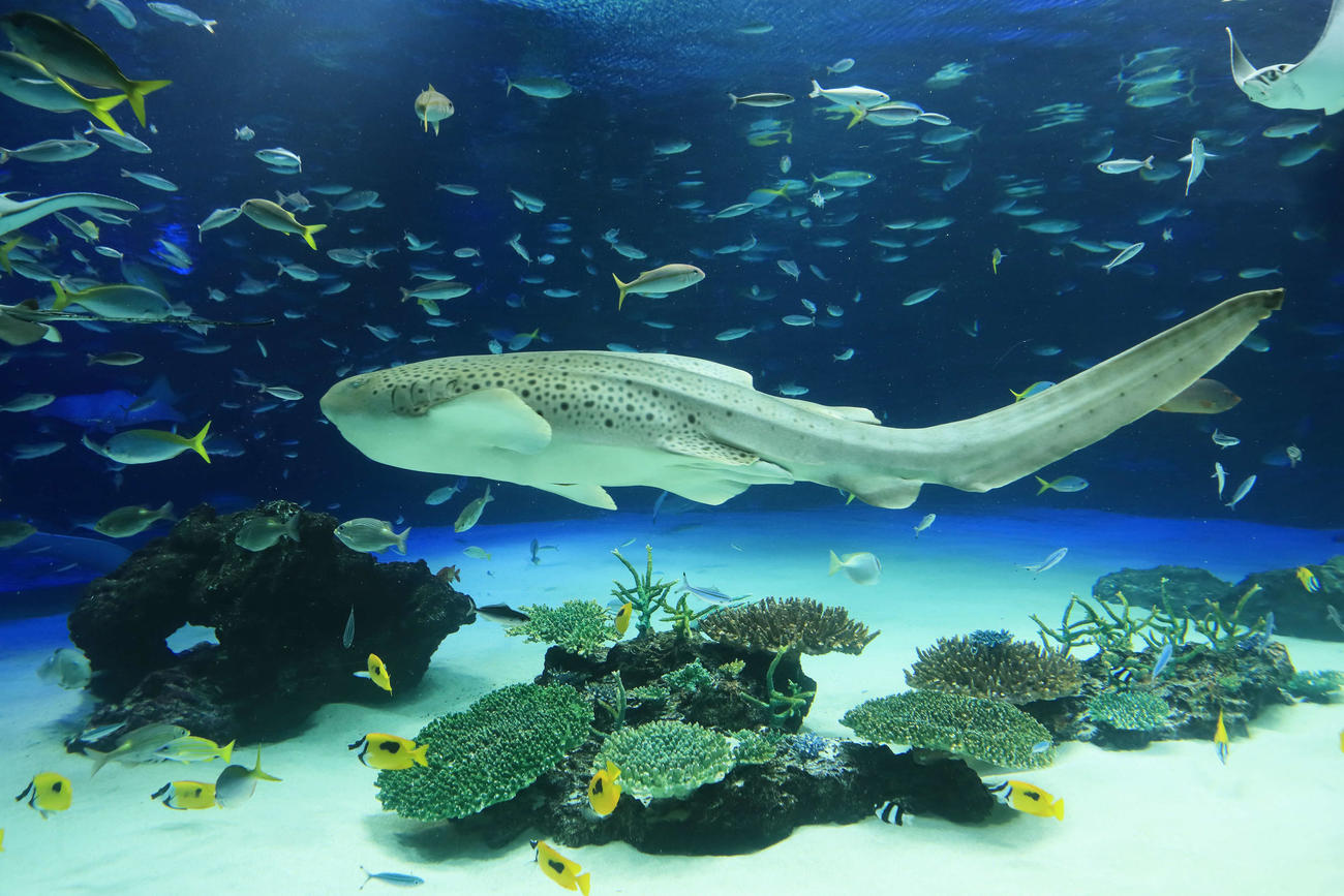 水槽を優雅に泳ぐトラフザメ（サンシャイン水族館提供）