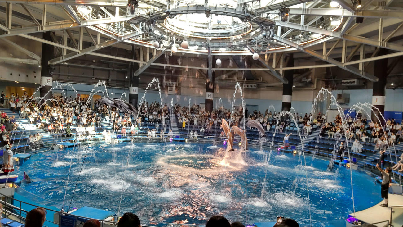 収穫祭をテーマにした「ドルフィンパフォーマンス」
