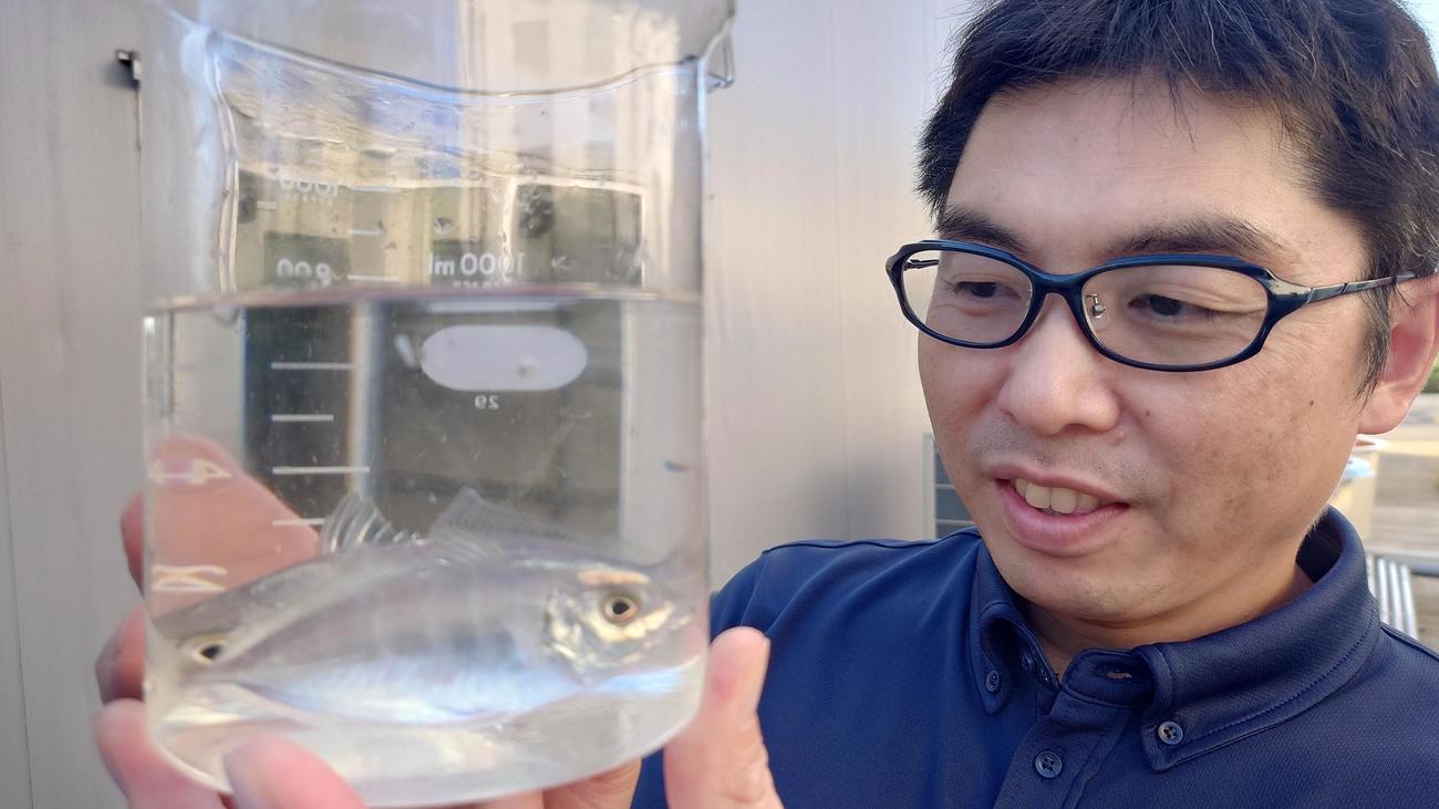 ハイブリッド養殖魚「カイワリ×アジ」桐蔭学園柔道部出身×さかなクン同僚で食用目指す – 社会写真ニュース : 日刊スポーツ