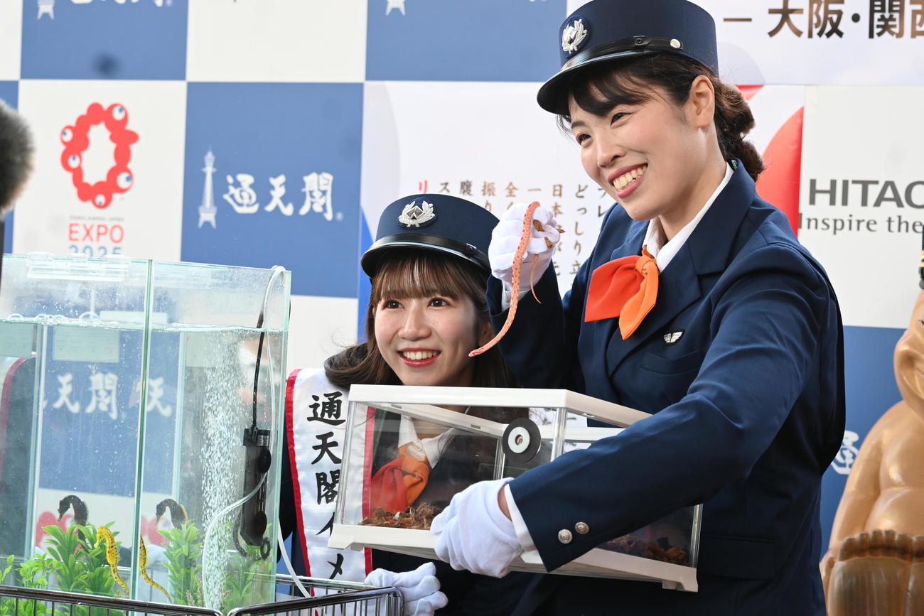 大阪・通天閣で行われた浪速の年末風物詩、干支（えと）の引き継ぎ式に登場したタツノオトシゴとコーンスネーク（撮影・松浦隆司）