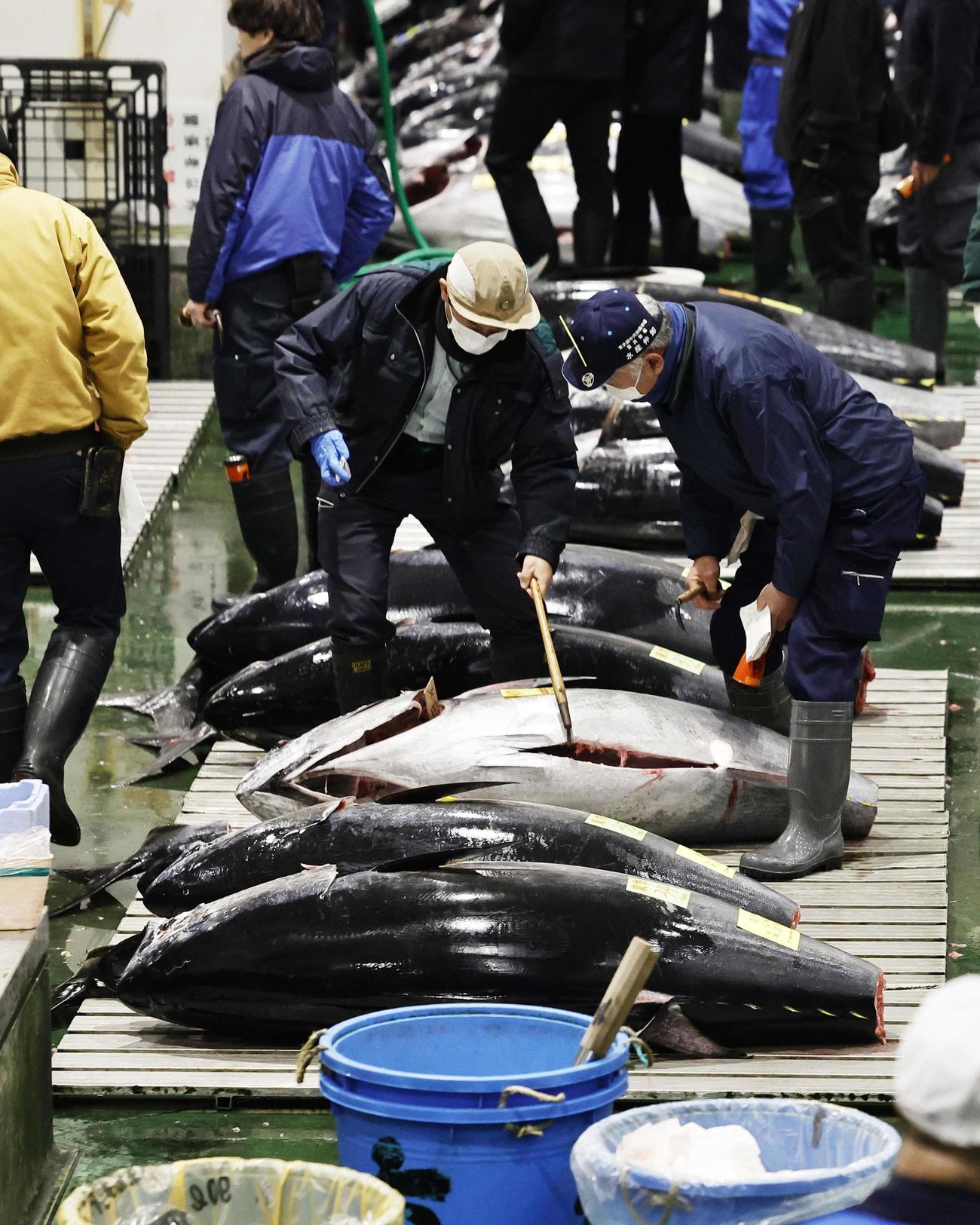 「初競り」を前にマグロの状態を確認する業者（共同）