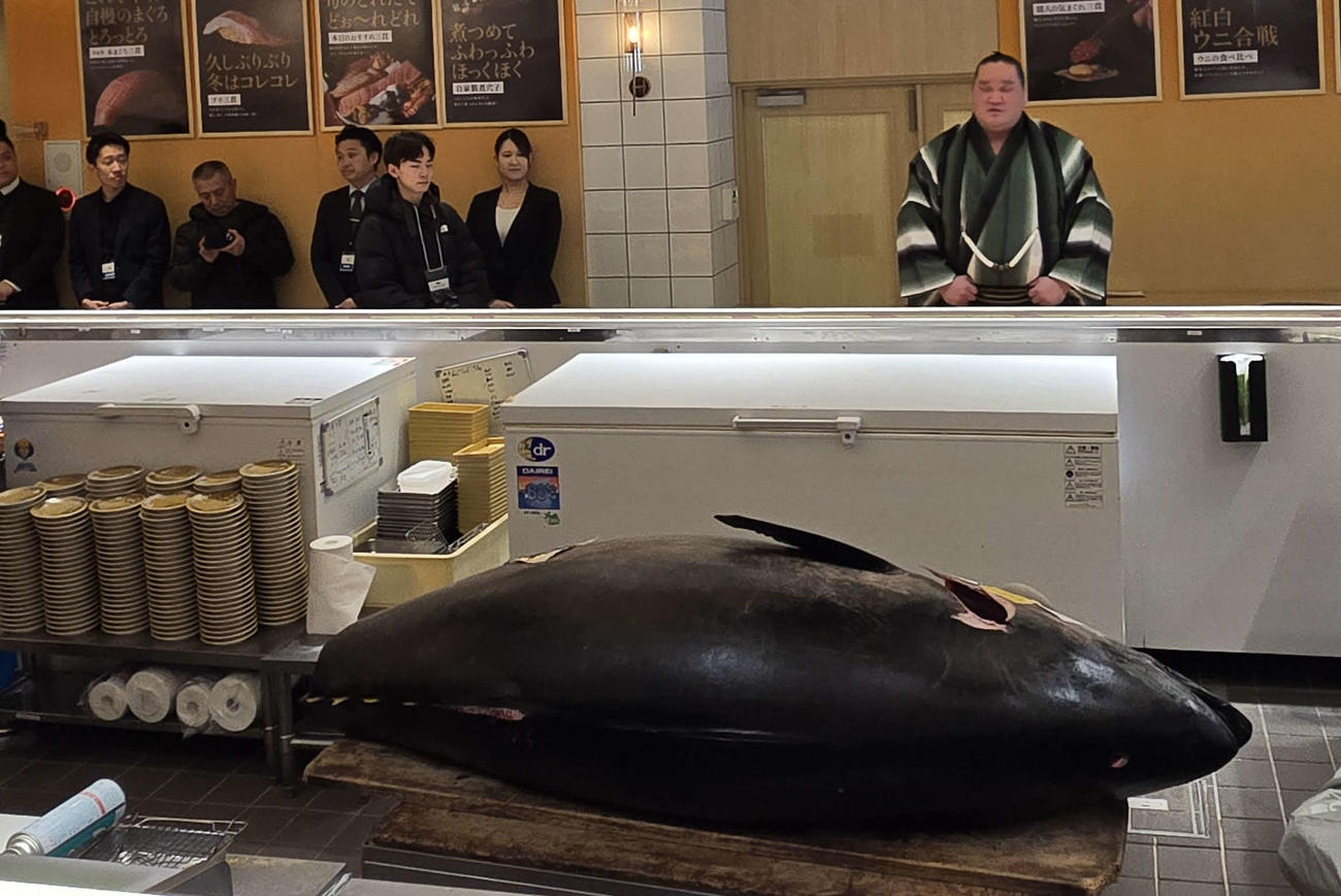 さすがの横綱照ノ富士も276キロのマグロの前では小さく見える（撮影・寺沢卓)