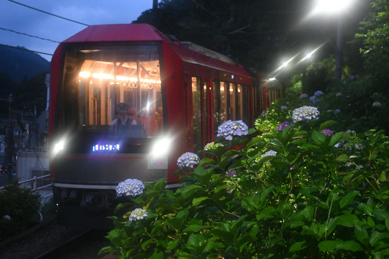 14日から運行される箱根登山電車「夜のあじさい号」