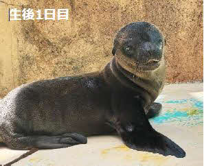 サンシャイン水族館で誕生したカリフォルニアアシカの赤ちゃん