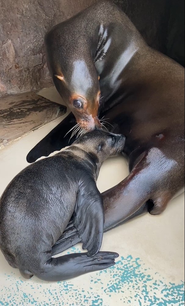 サンシャイン水族館公式Xから