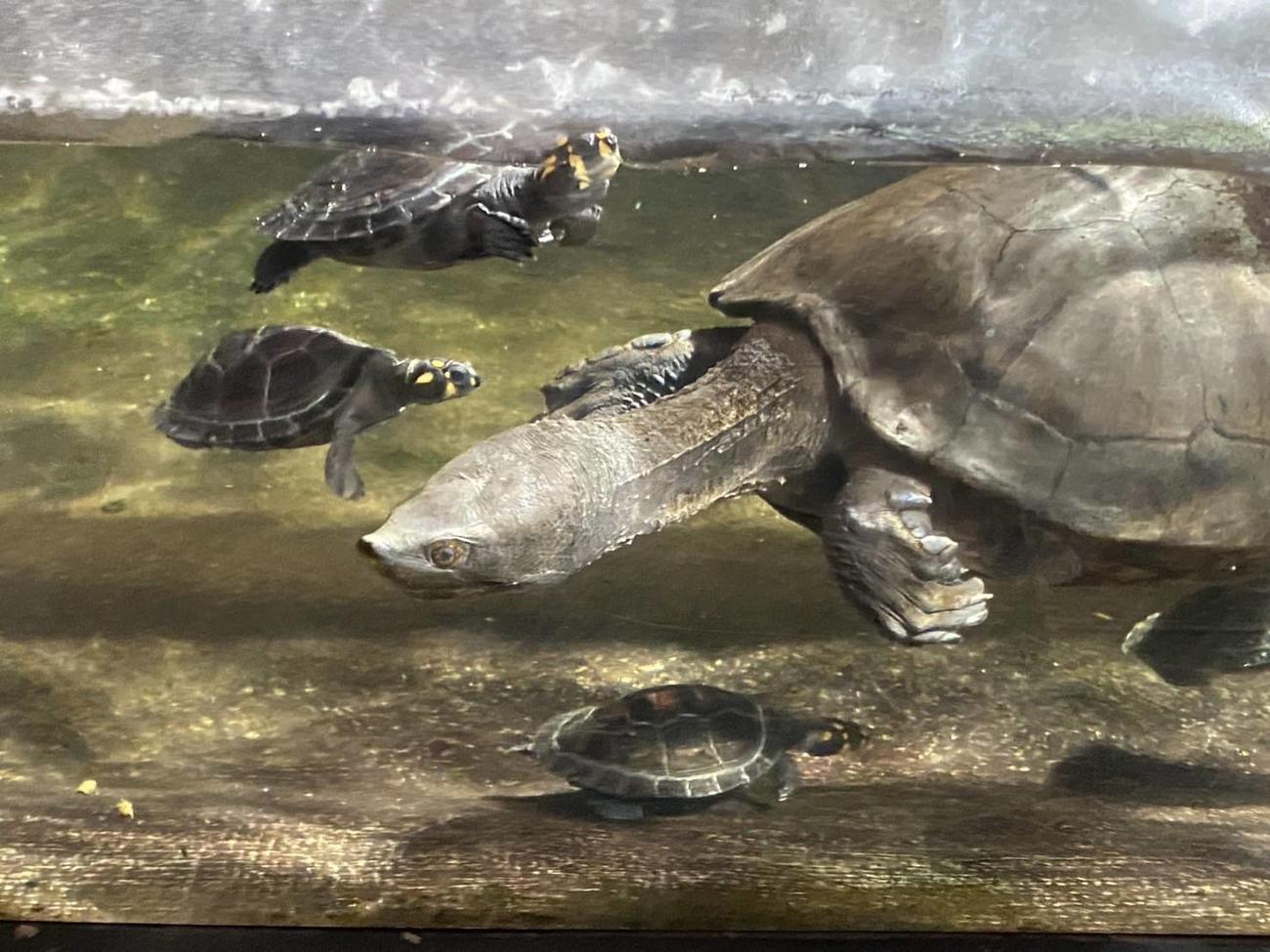 被害にあった水槽で展示されているカメたち（体感型動物園iZoo提供）