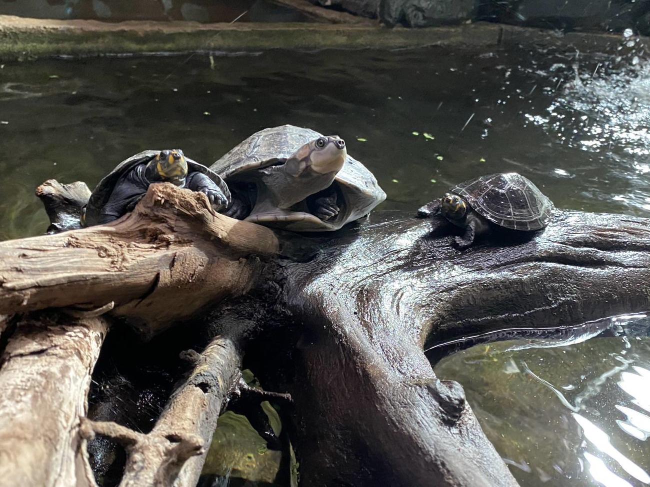 カメたちが展示されている被害にあった水槽（体感型動物園iZoo提供）