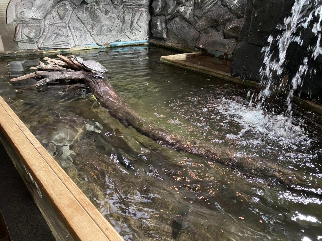 カメや魚などが複合展示されている被害にあった水槽（体感型動物園iZoo提供）