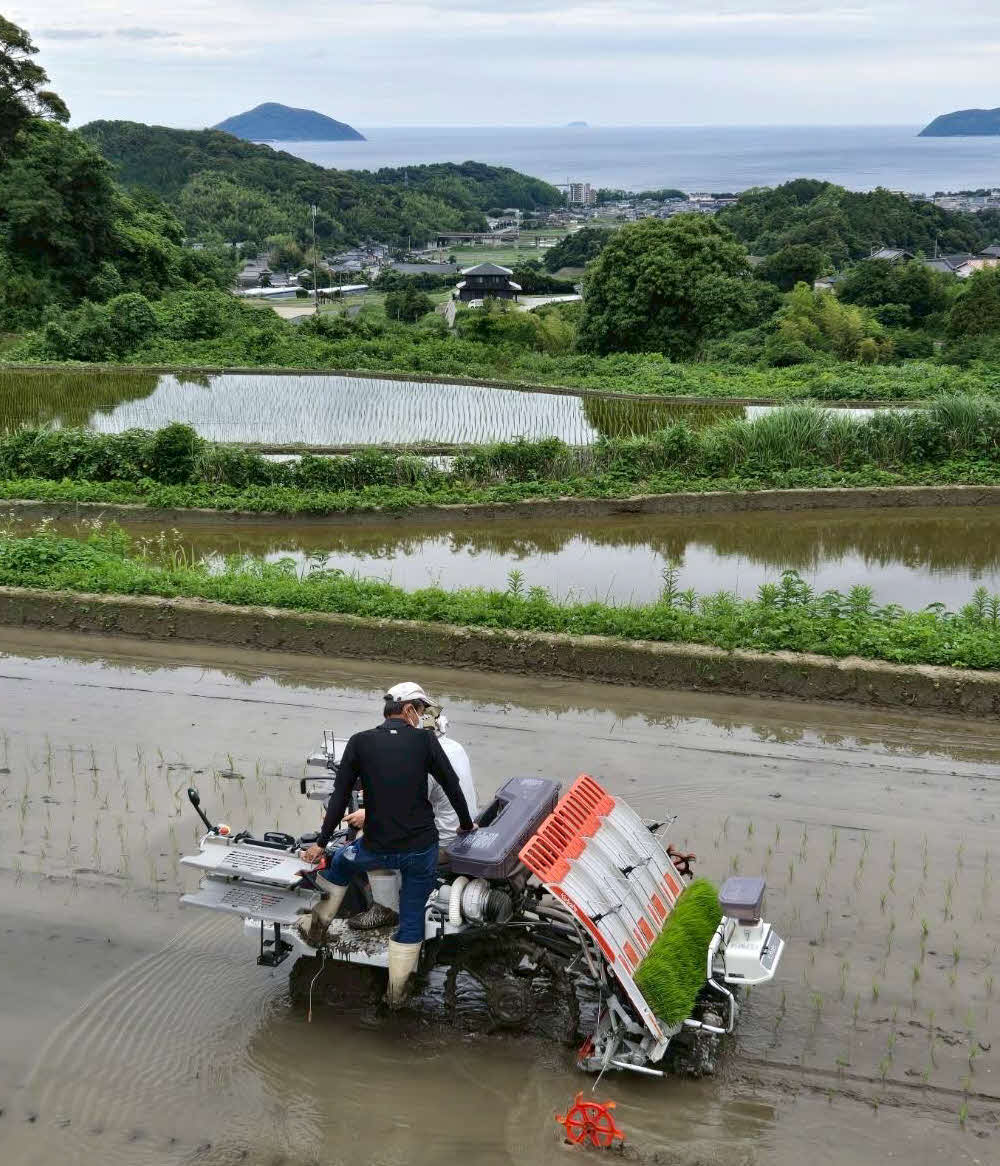 糸島市の段々と重なる棚田から見下ろすと玄界灘が一望できる絶景となる