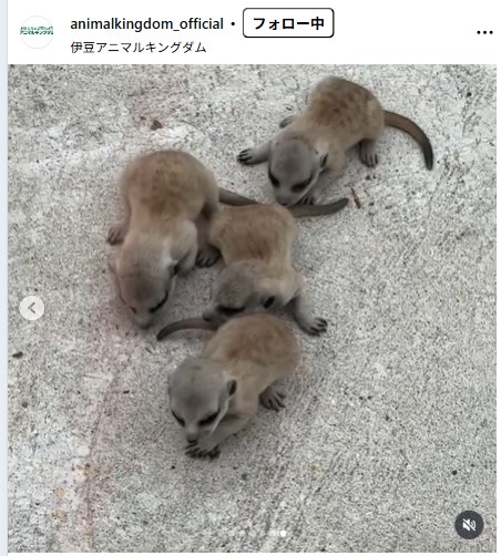 ミーアキャットの赤ちゃん4匹（伊豆アニマルキングダムの公式インスタグラムから）