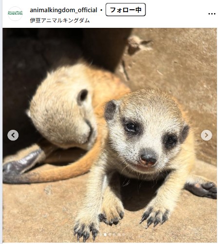 伊豆アニマルキングダムの公式インスタグラムから