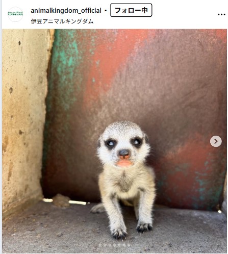 伊豆アニマルキングダムの公式インスタグラムから