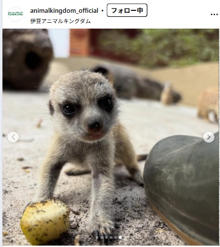 伊豆アニマルキングダムの公式インスタグラムから