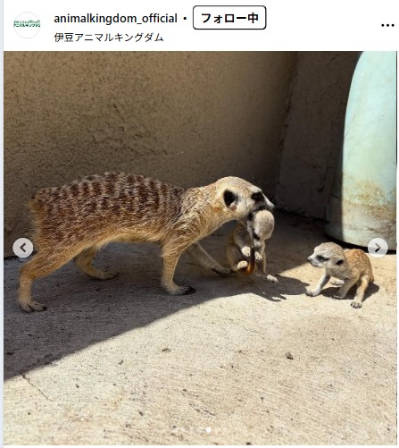 伊豆アニマルキングダムの公式インスタグラムから