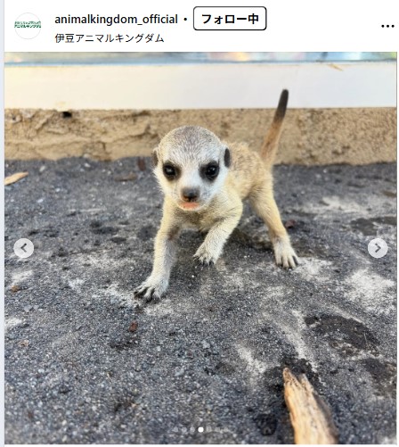 伊豆アニマルキングダムの公式インスタグラムから