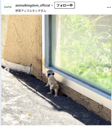 伊豆アニマルキングダムの公式インスタグラムから