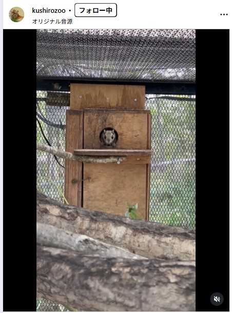 入り口からちょこんと顔を出すエゾモモンガ（釧路市動物園の公式インスタグラムから）