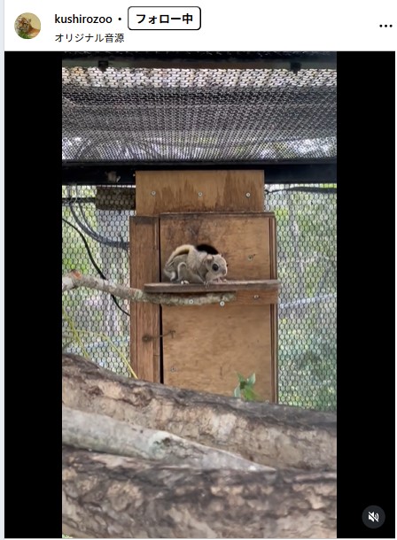 釧路市動物園の公式インスタグラムから