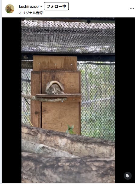 釧路市動物園の公式インスタグラムから