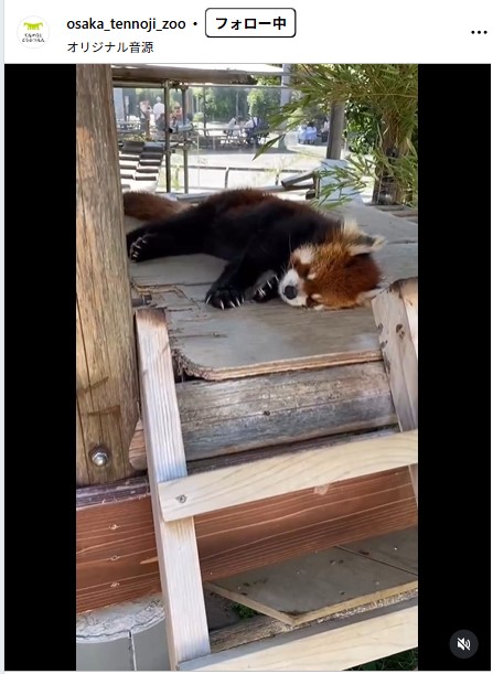 昼寝するレッサーパンダの「シュウナ」（天王寺動物園の公式インスタグラムから）