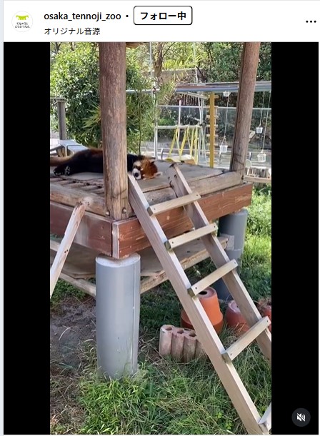 天王寺動物園の公式インスタグラムから