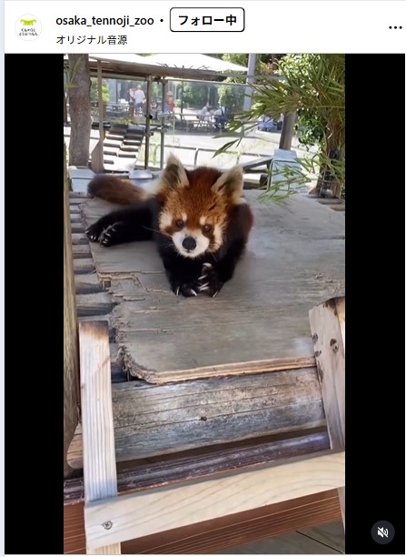 天王寺動物園の公式インスタグラムから