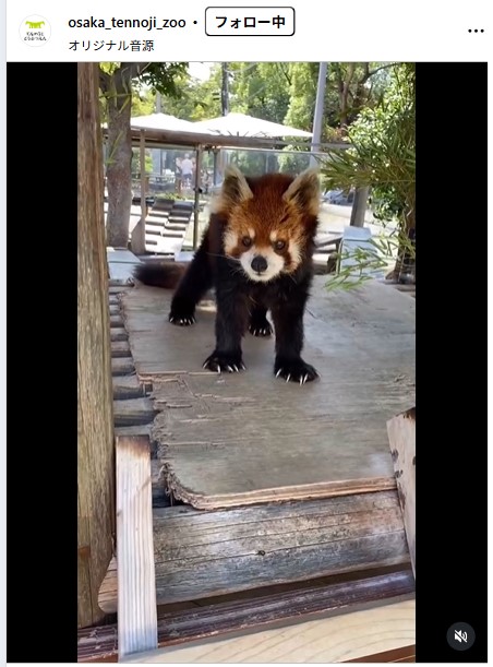 天王寺動物園の公式インスタグラムから