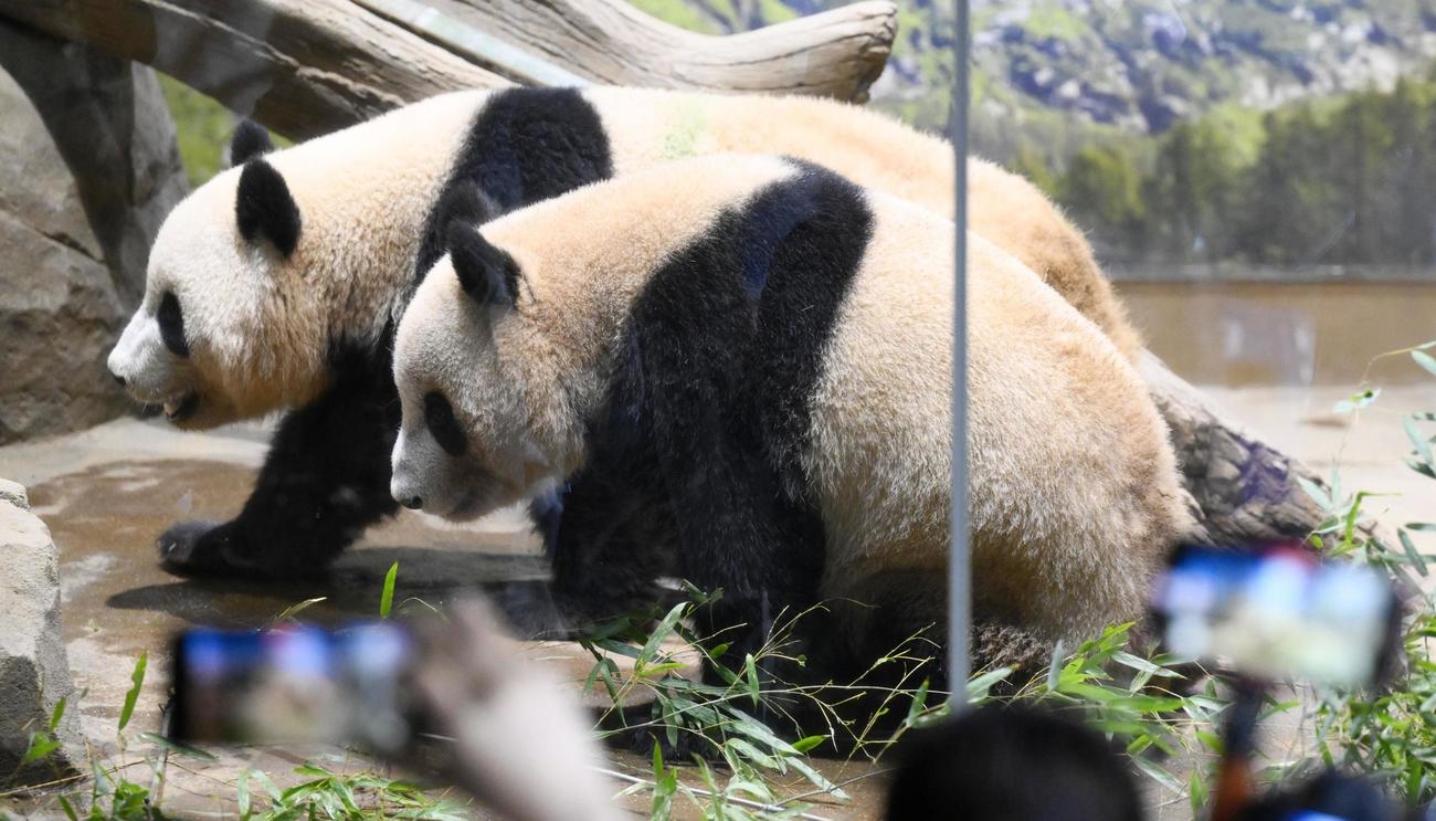 双子のジャイアントパンダの雄シャオシャオ（奥）と雌レイレイ＝2024年4月、東京・上野動物園（共同）