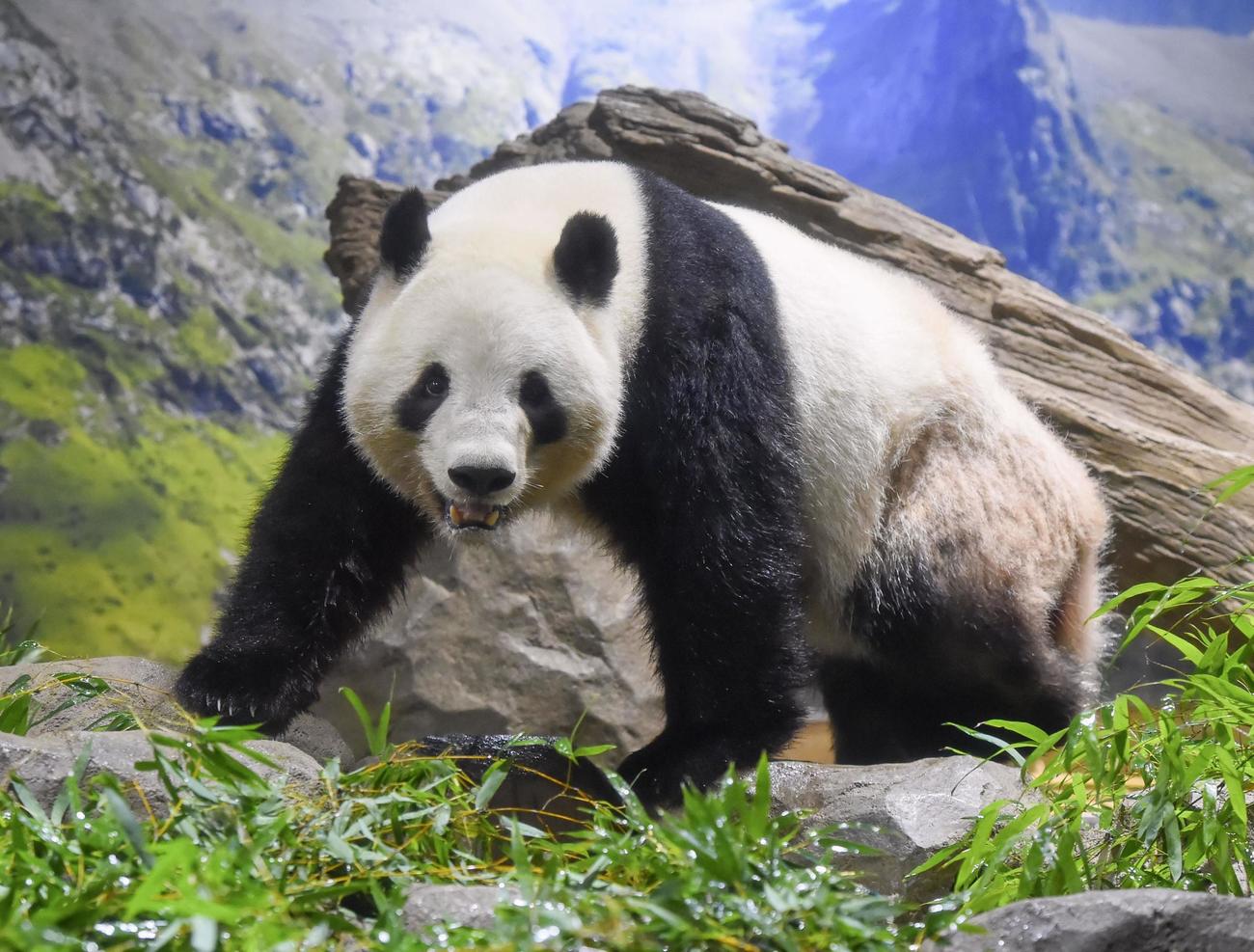 上野動物園の雄のジャイアントパンダ「シャオシャオ」（東京動物園協会提供）