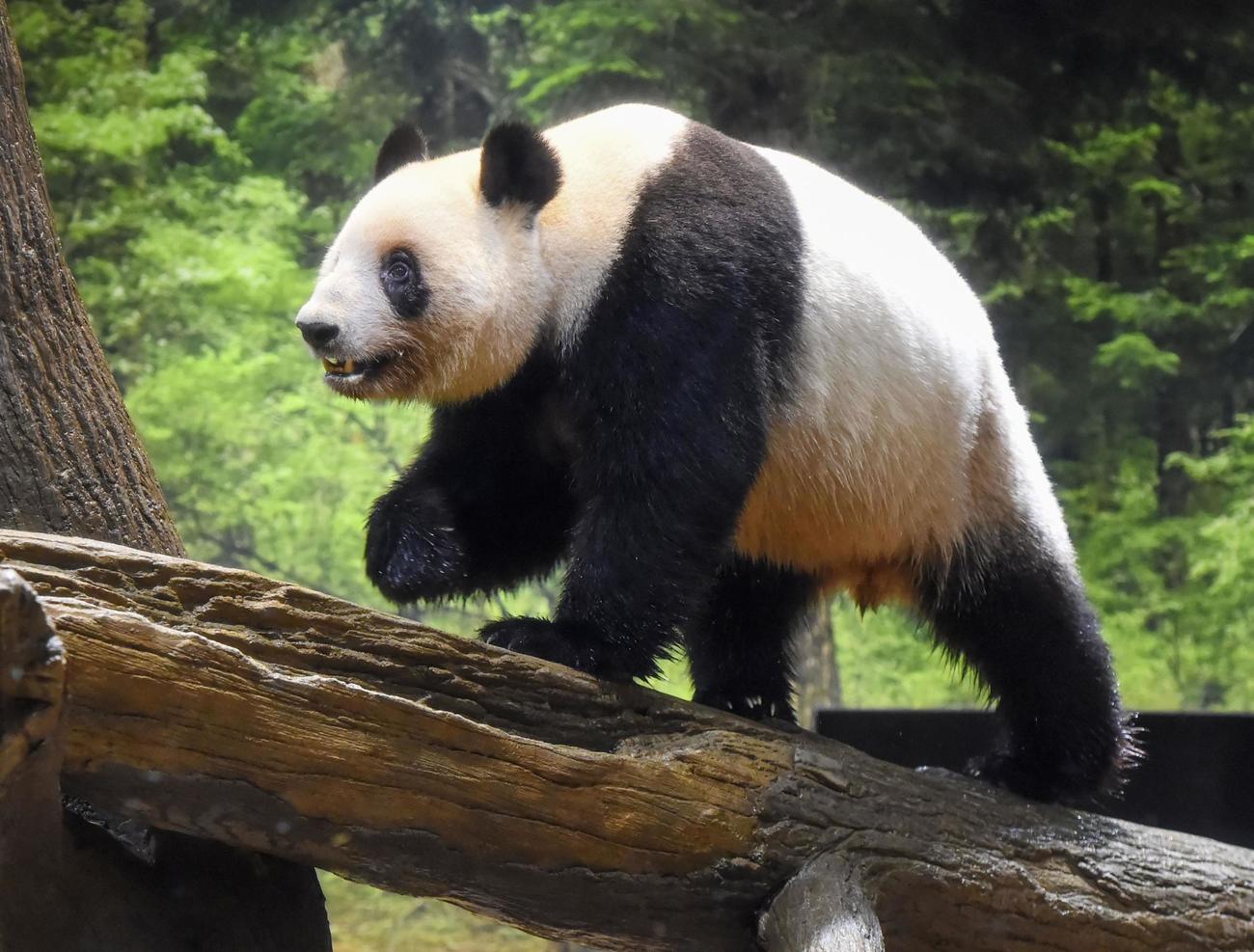 上野動物園の雌のジャイアントパンダ「レイレイ」東京動物園協会提供）