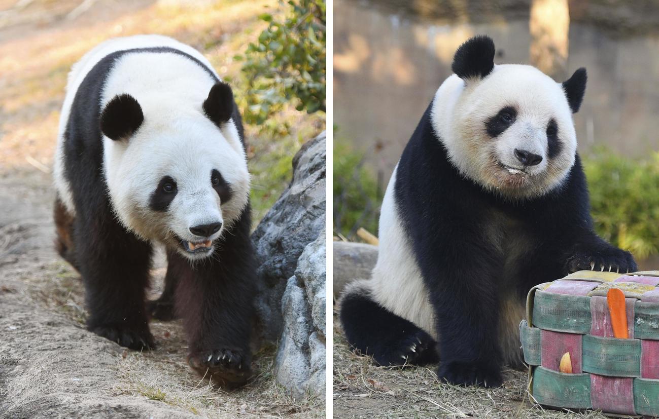 中国への返還が発表された、東京・上野動物園の双子のジャイアントパンダ、雄のシャオシャオ（左）と雌のレイレイ＝8日（東京動物園協会提供）