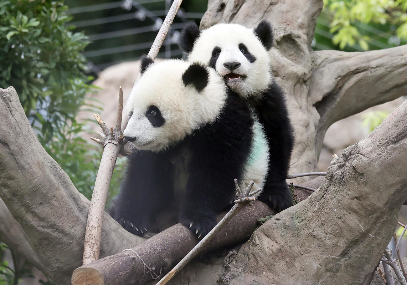 上野動物園の双子のパンダ　じゃれ合うシャオシャオ（手前）とレイレイ＝2022年4月27日