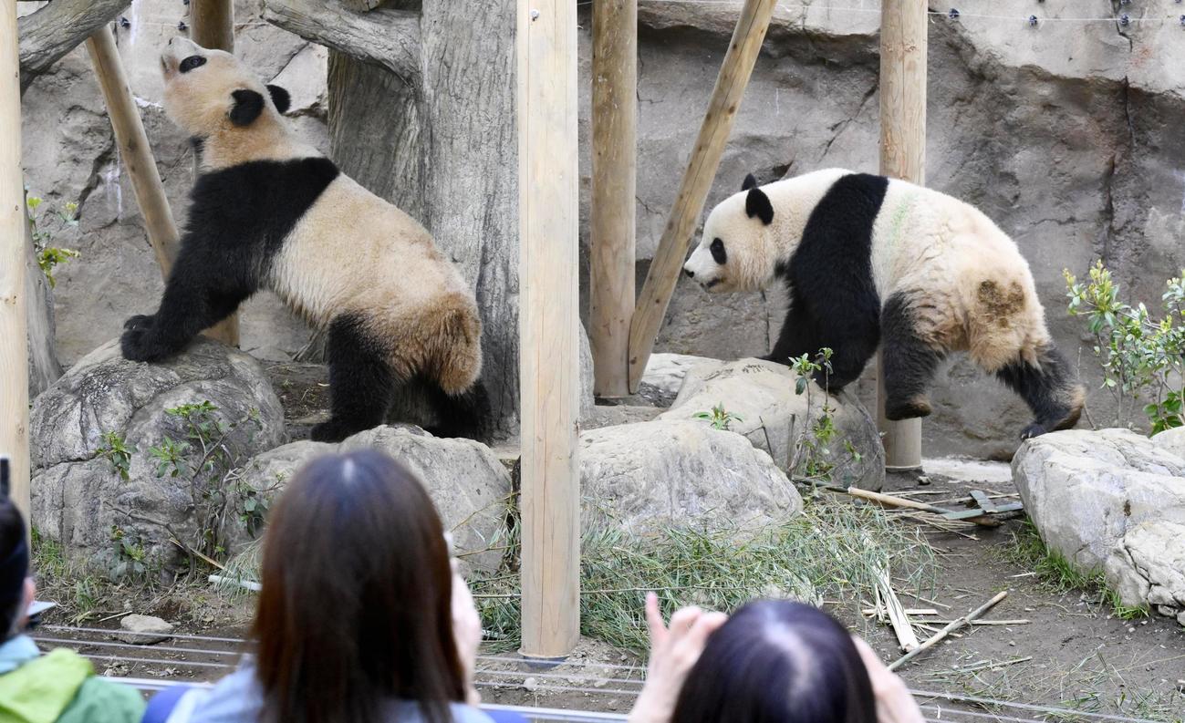 双子のジャイアントパンダの雄シャオシャオ（右）と雌レイレイ＝2024年4月、東京・上野動物園（共同）