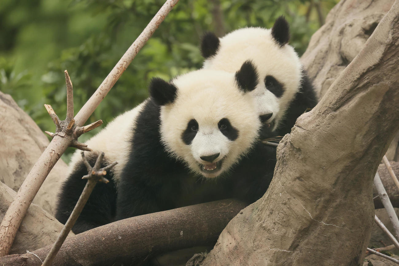 上野動物園の双子のパンダ　じゃれ合うレイレイ（左）とシャオシャオ＝2022年4月27日