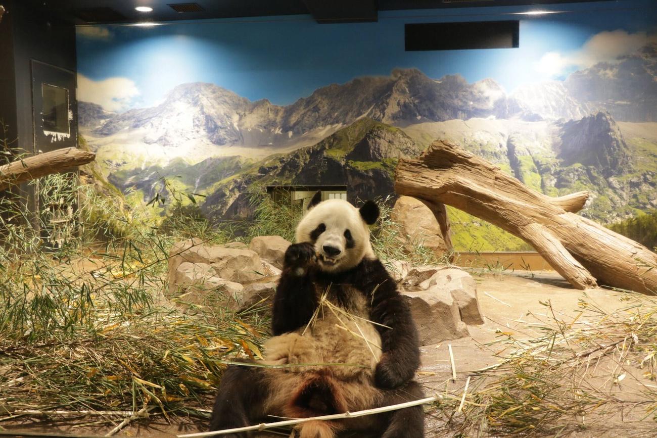 上野動物園の公式Xから