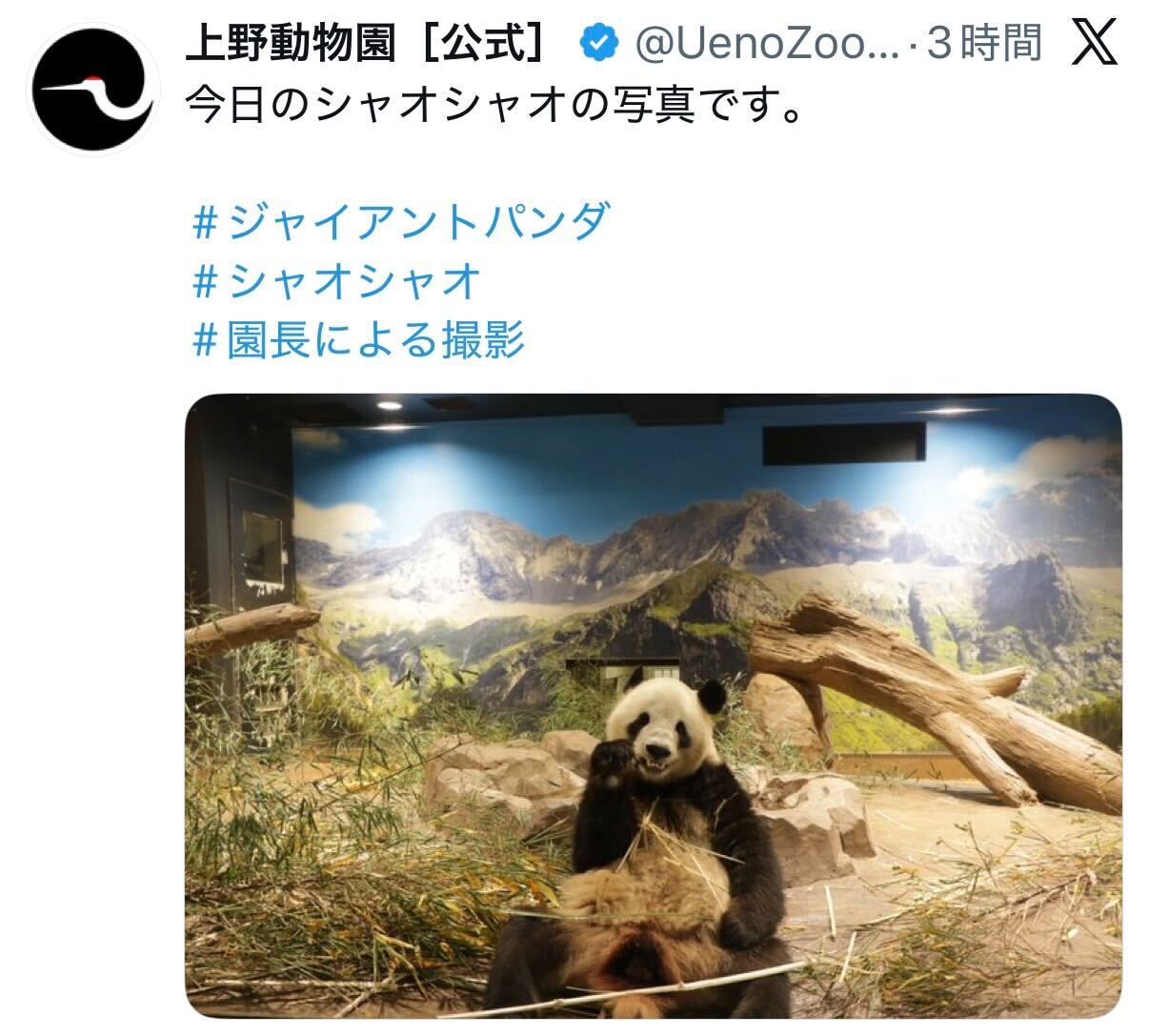 上野動物園の公式Xから
