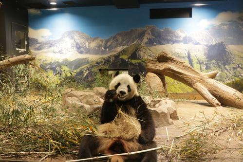 上野動物園パンダ「シャオシャオ」園長による貴重ショットに賛辞