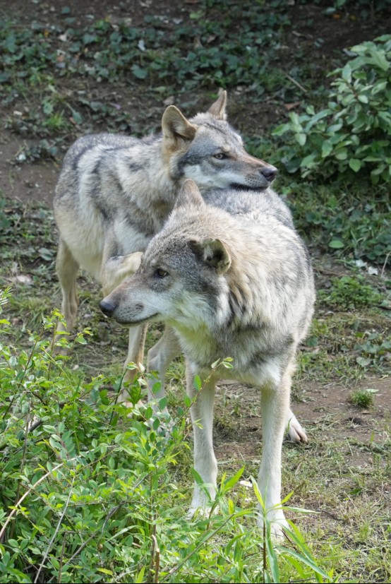多摩動物公園のXから