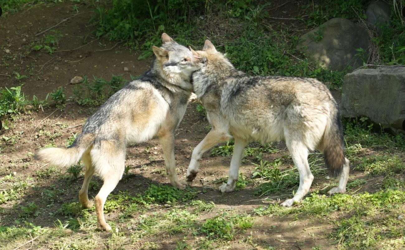 多摩動物公園のXから