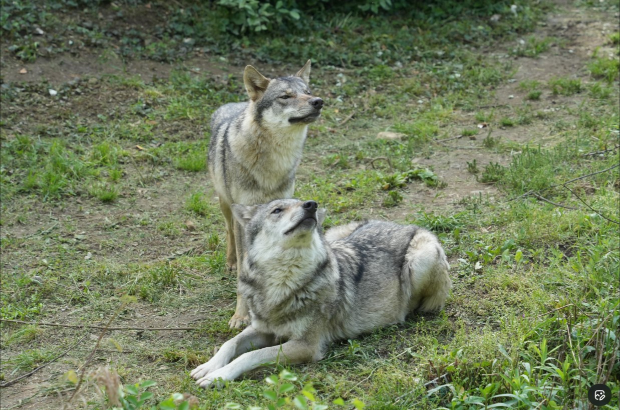 多摩動物公園のXから
