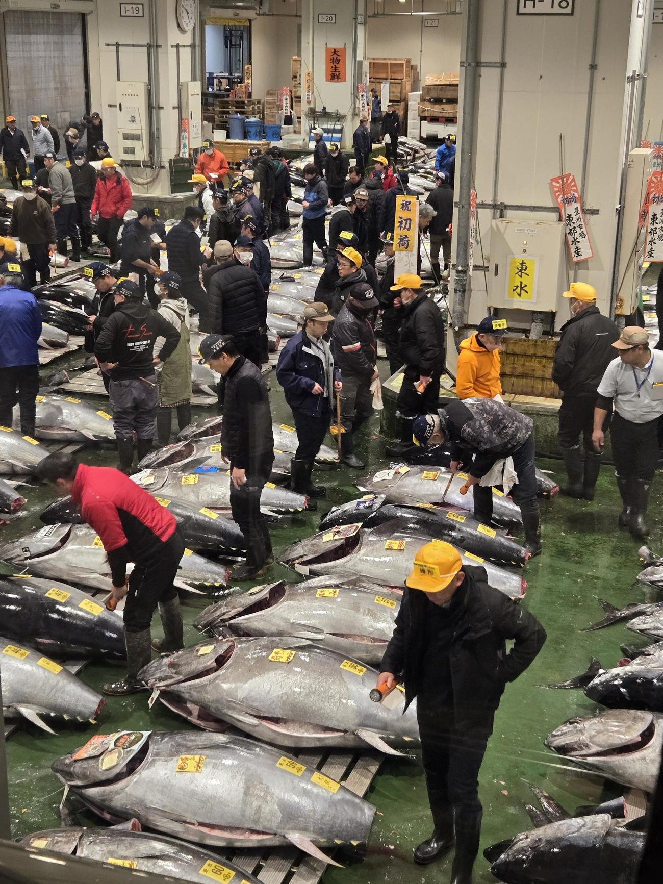 2026年のマグロの初競りが行われ、一番マグロは1匹で5億円超の史上最高値が出た！（撮影・寺沢卓）