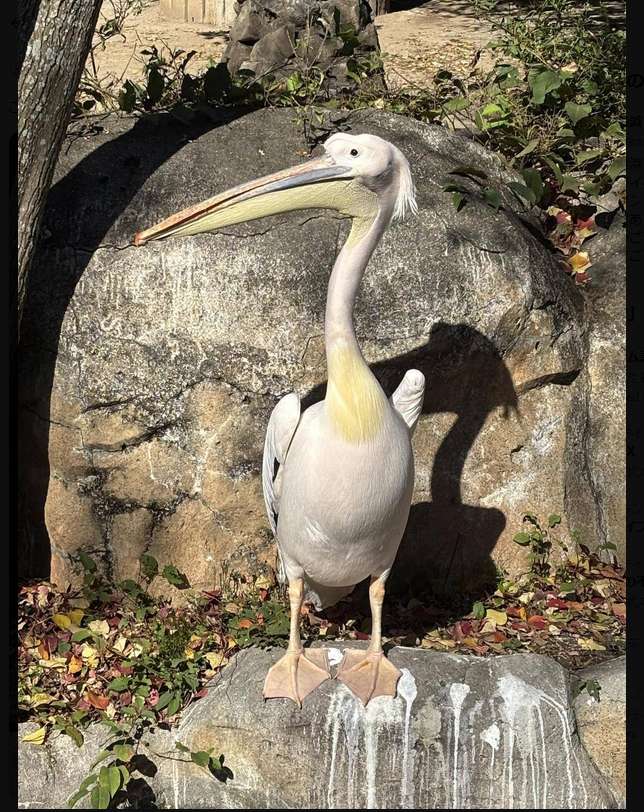 横浜市立金沢動物園の公式Ｘから