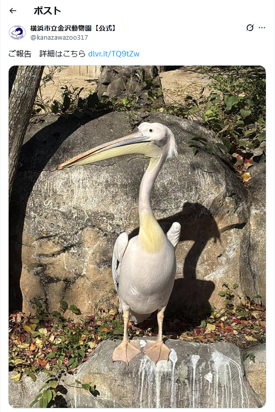 横浜市立金沢動物園の公式Ｘから