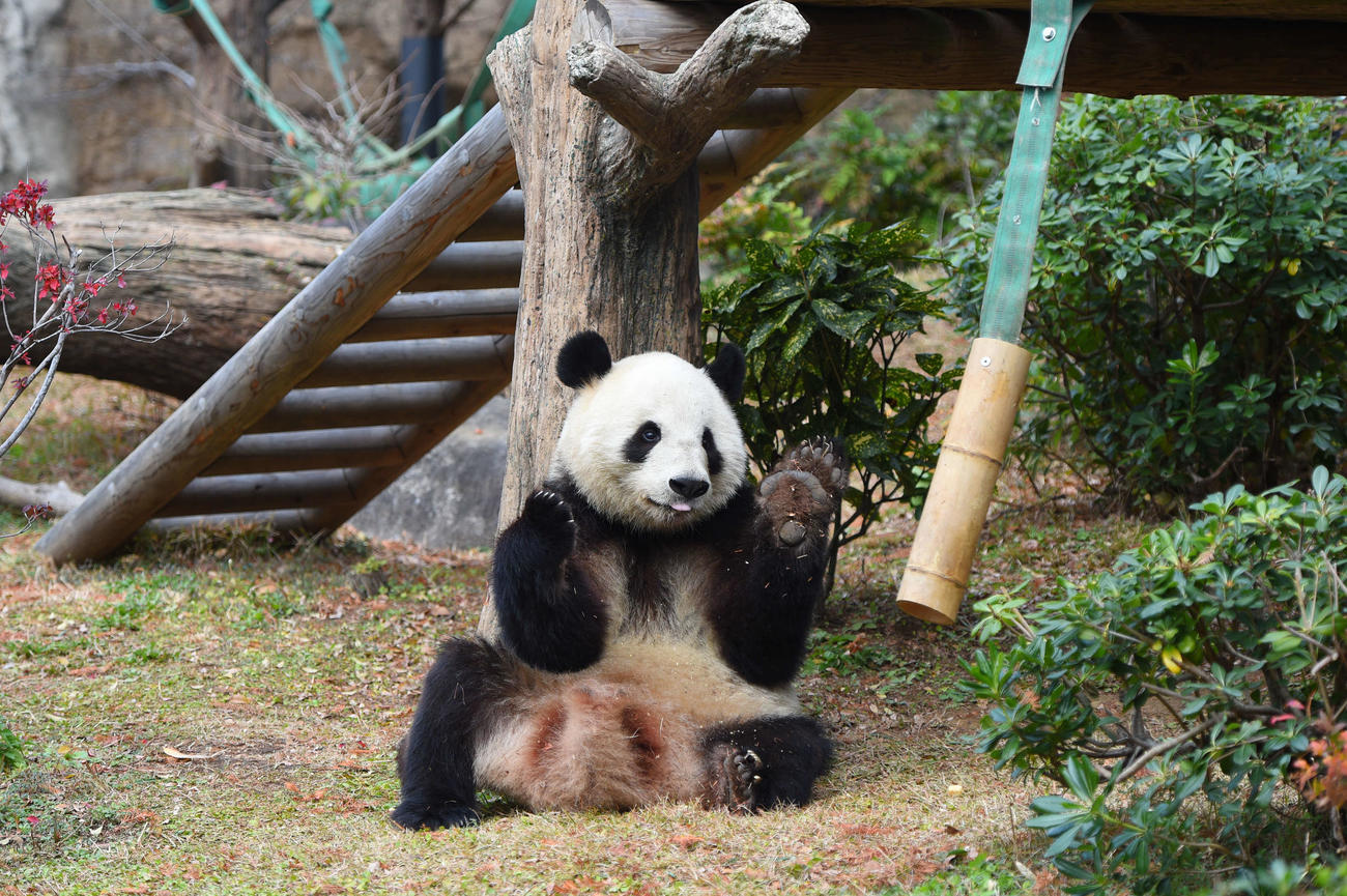 25年12月22日、シャオシャオ（1643日齢）（上野動物園提供）