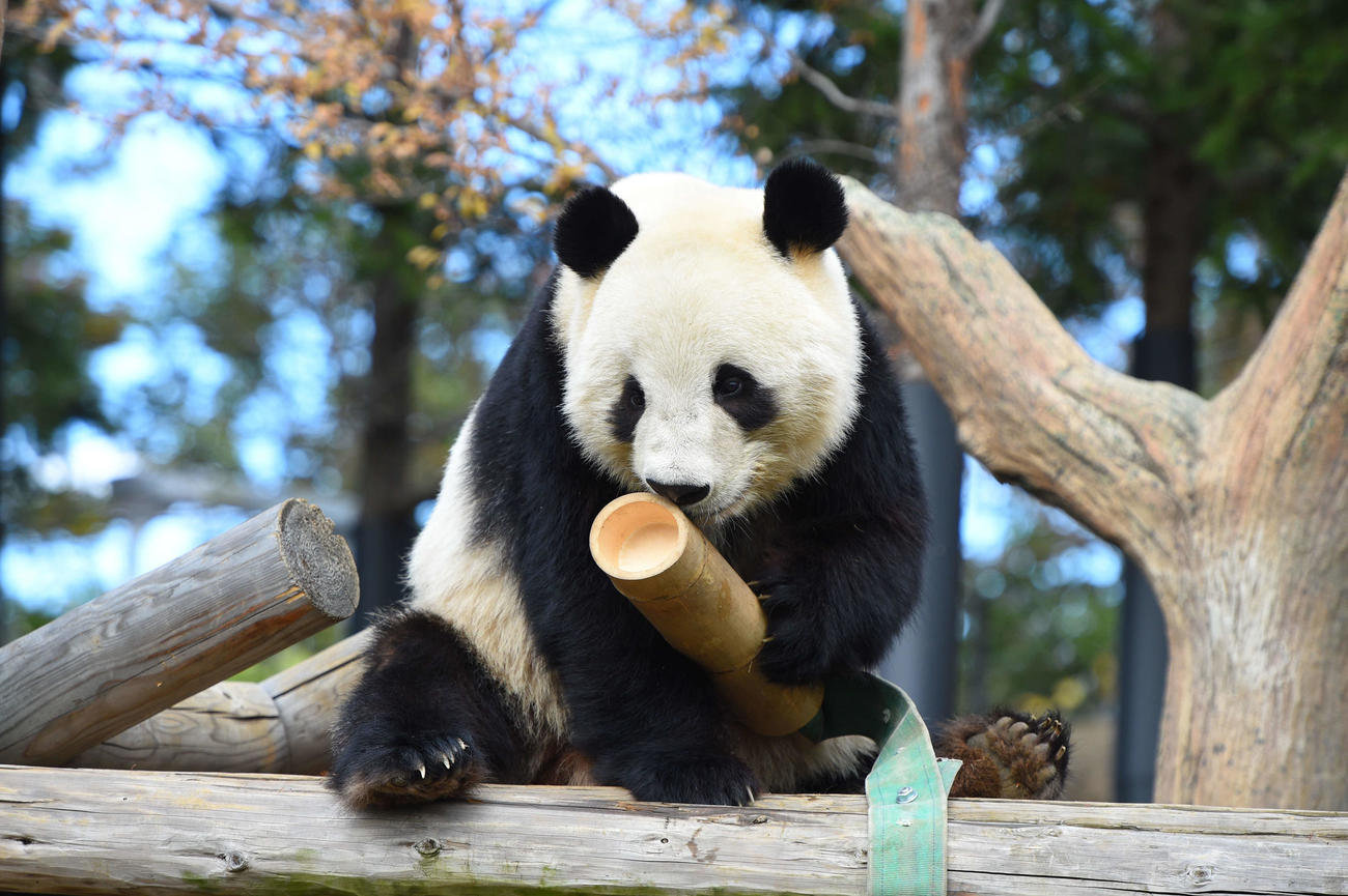 25年12月22日、シャオシャオ（1643日齢）（上野動物園提供）