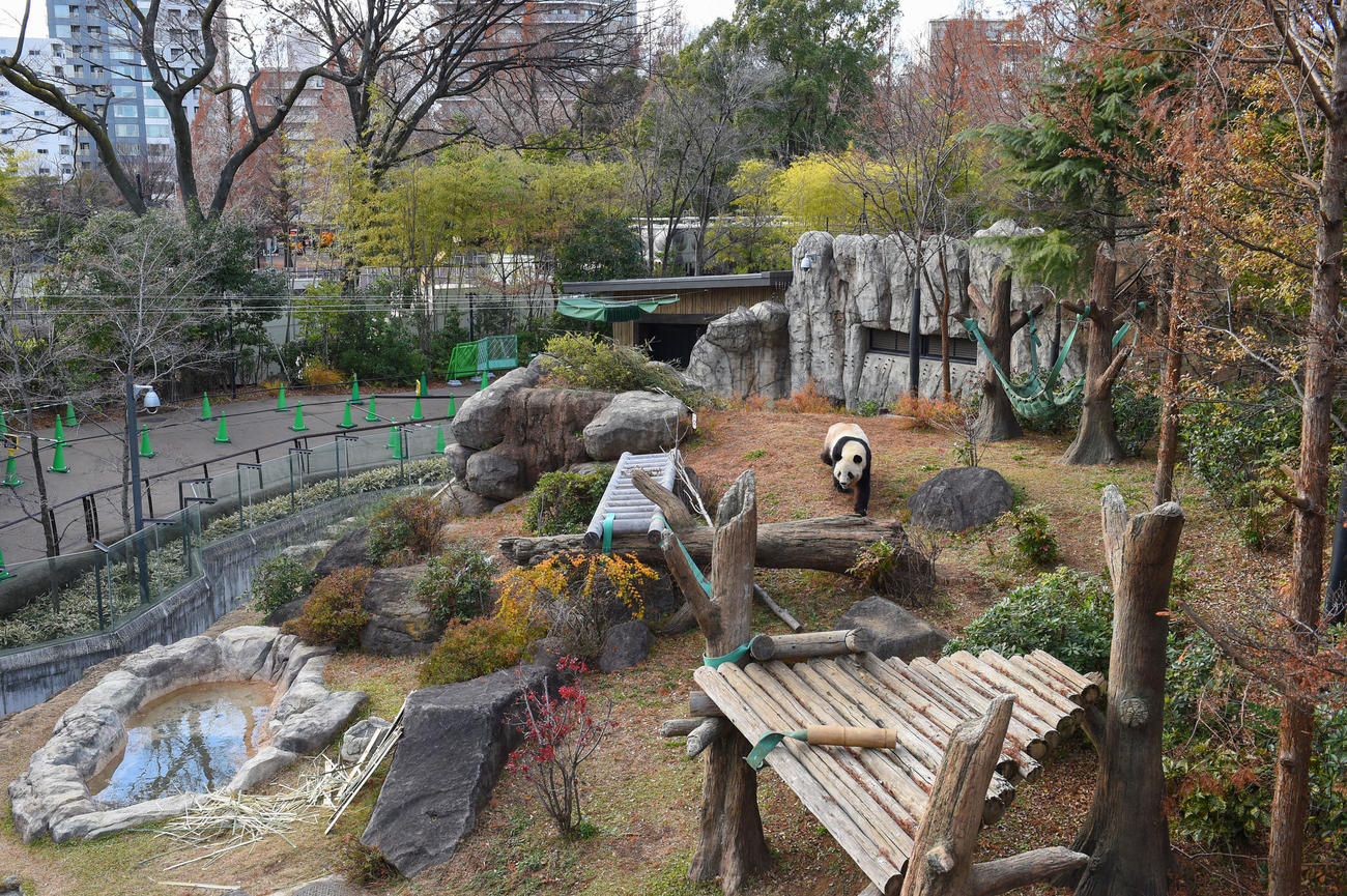 25年12月22日、シャオシャオ（1643日齢）（上野動物園提