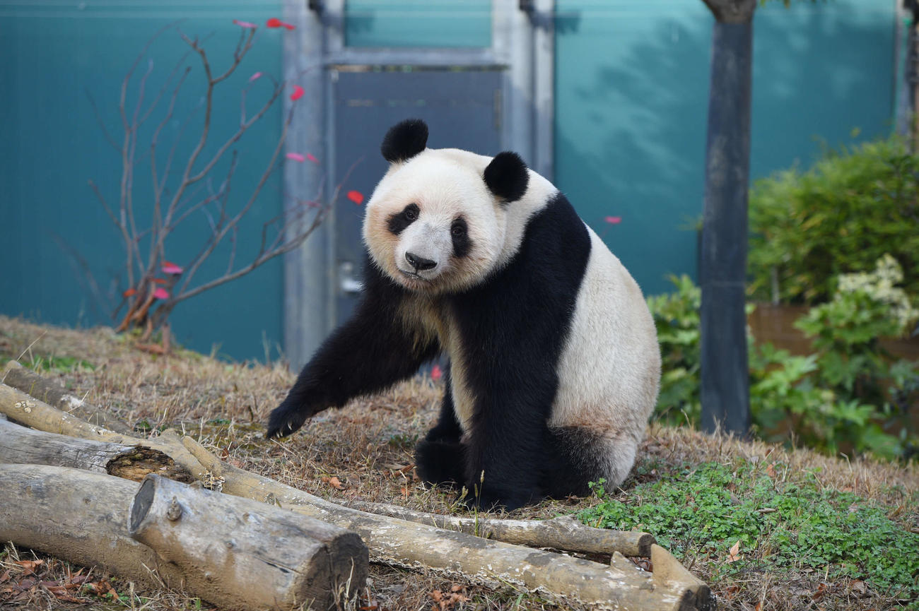 25年12月22日、レイレイ（1643日齢）（上野動物園提供）
